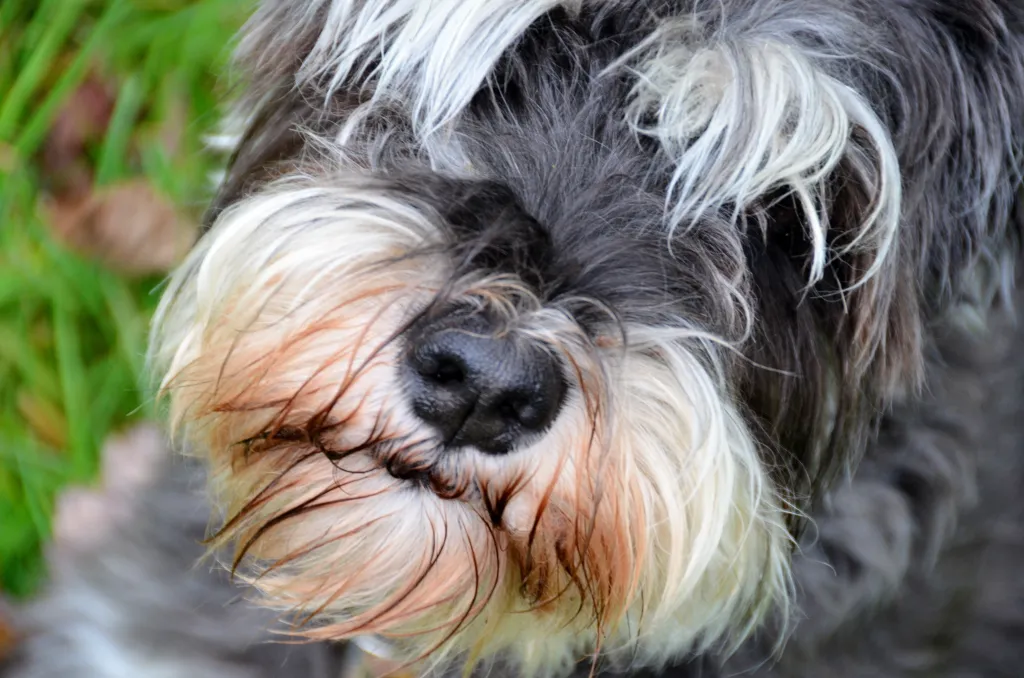 Photo Tips – Photograph your Pets