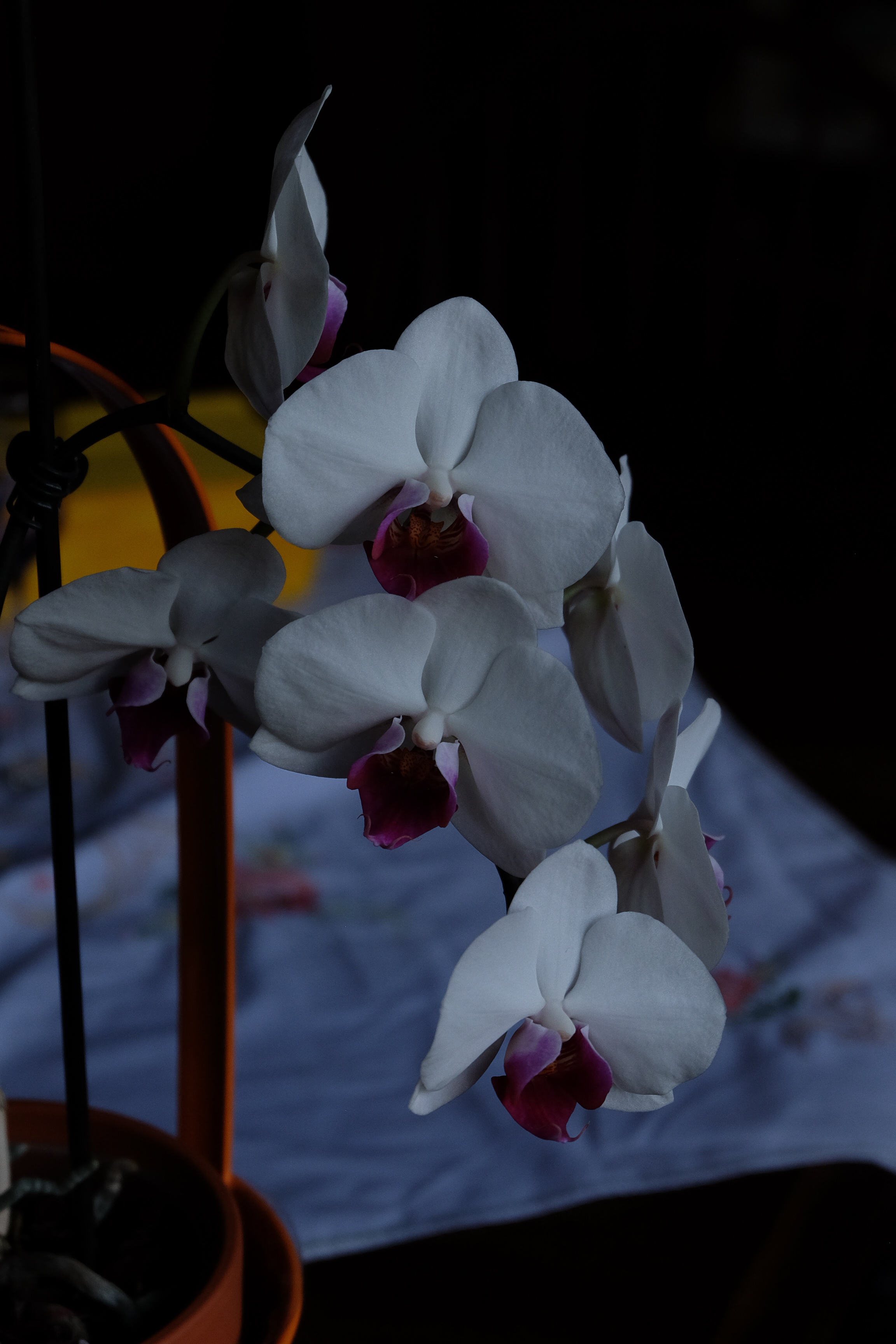 untitled-7797