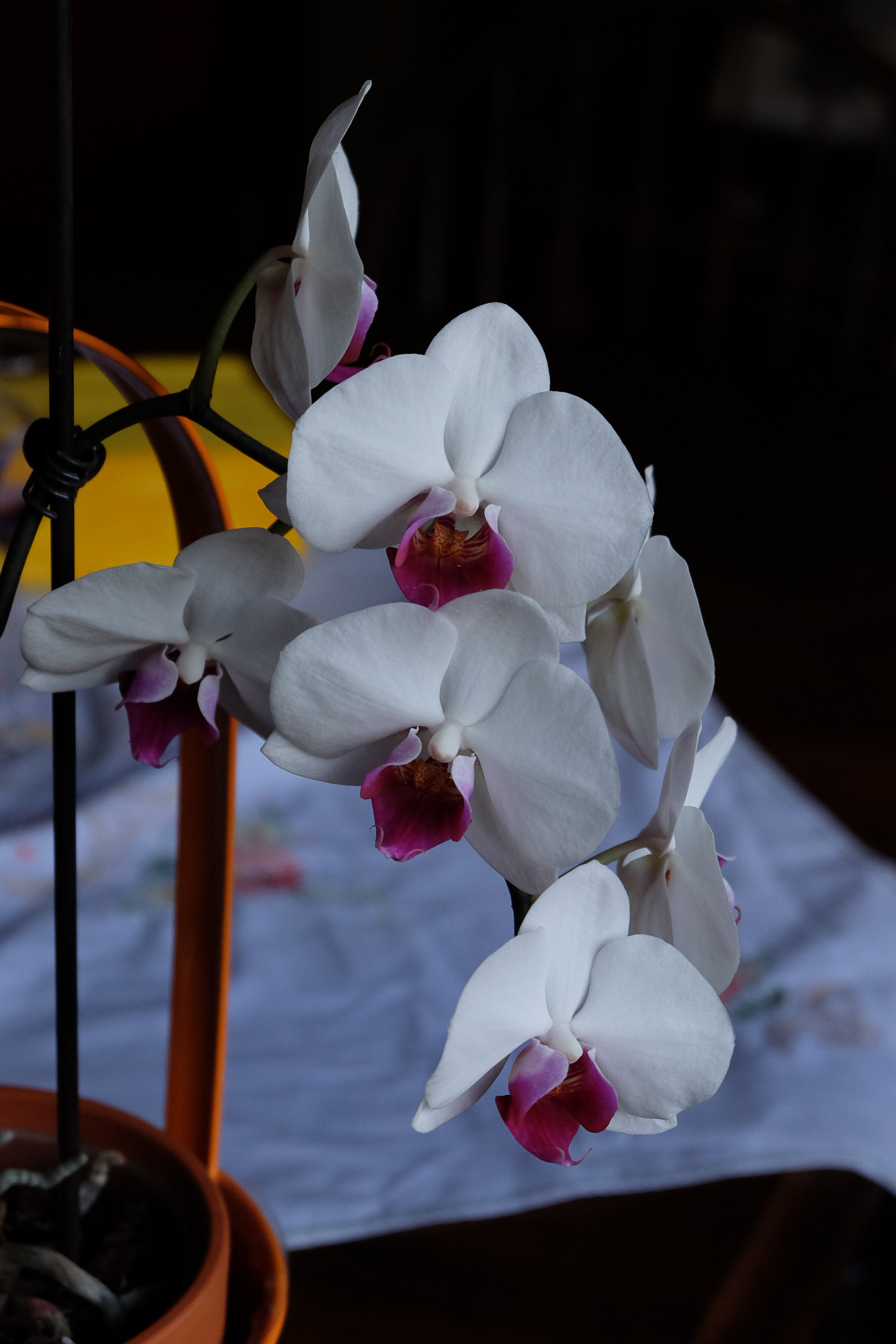 untitled-7798