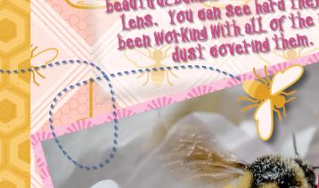 bee